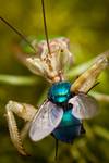 Modliszka z gatunku Creobroter gemmatus