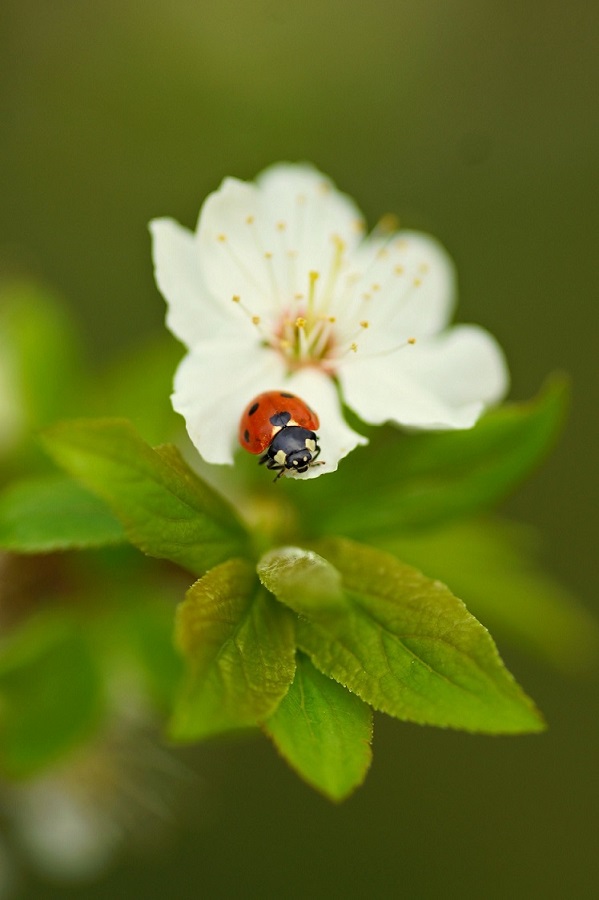 Ladybug