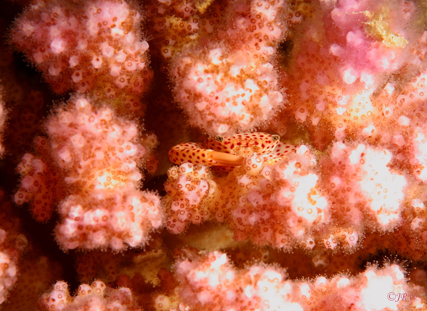 Red-spotted guard crab (Trapezia tigrina)