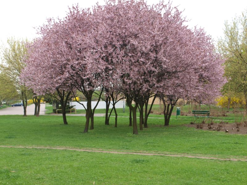 Drzewo wielopienne
