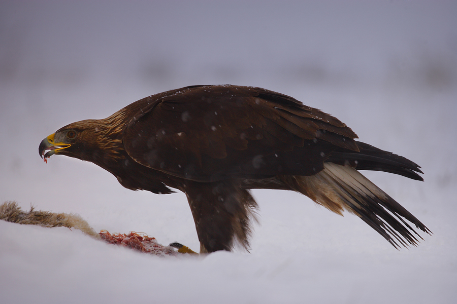 Orzeł przedni (Aquila chrysaetos)