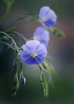 Linum