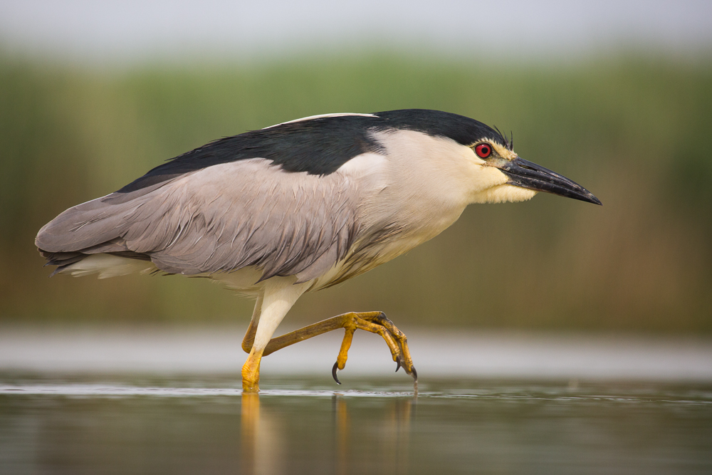 Night Heron in the rain