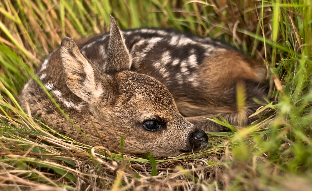 bambi:)