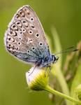 Polyommatus icarus