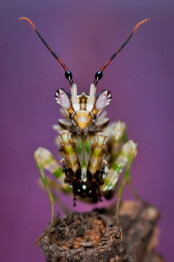 Pseudocreobotra wahlbergii