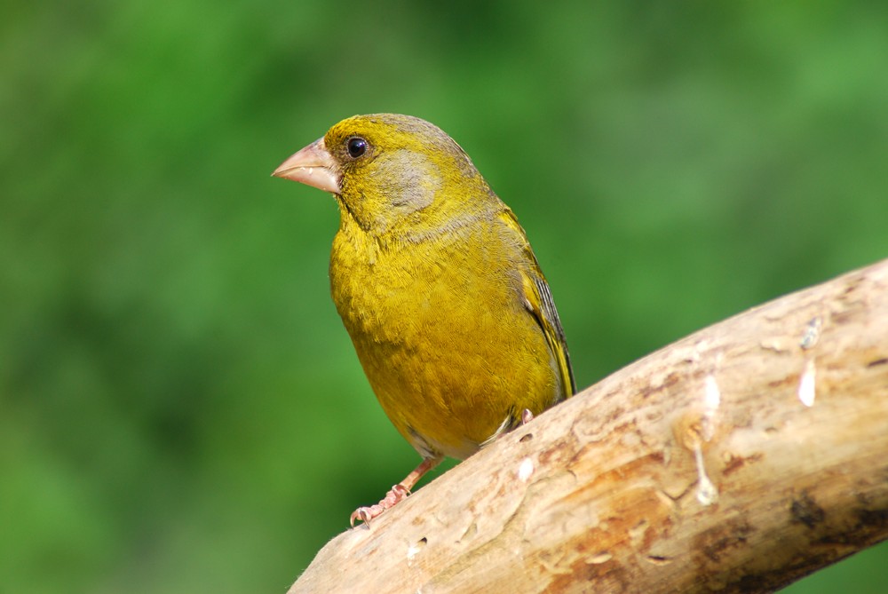 Carduelis chloris, Dzwoniec.