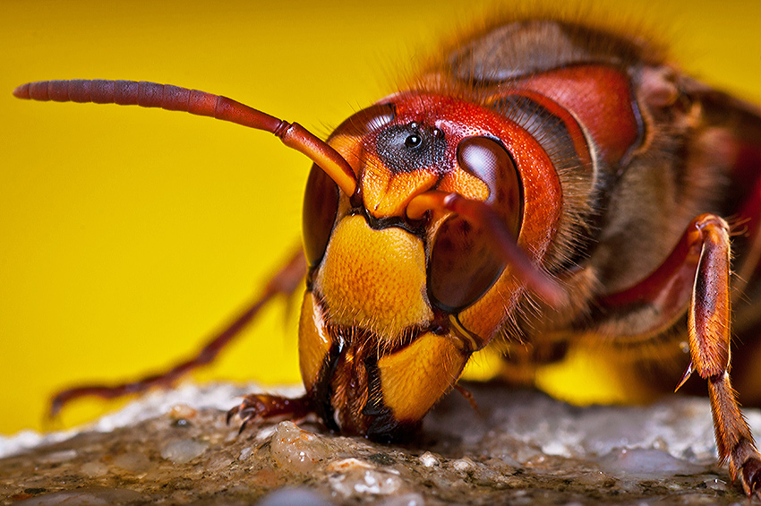 Vespa crabro