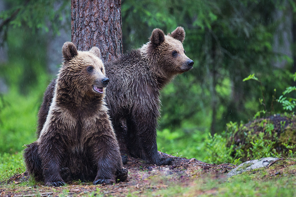 Bears in the rain