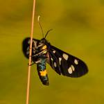 Oblaczek granatek (Amata phegea)