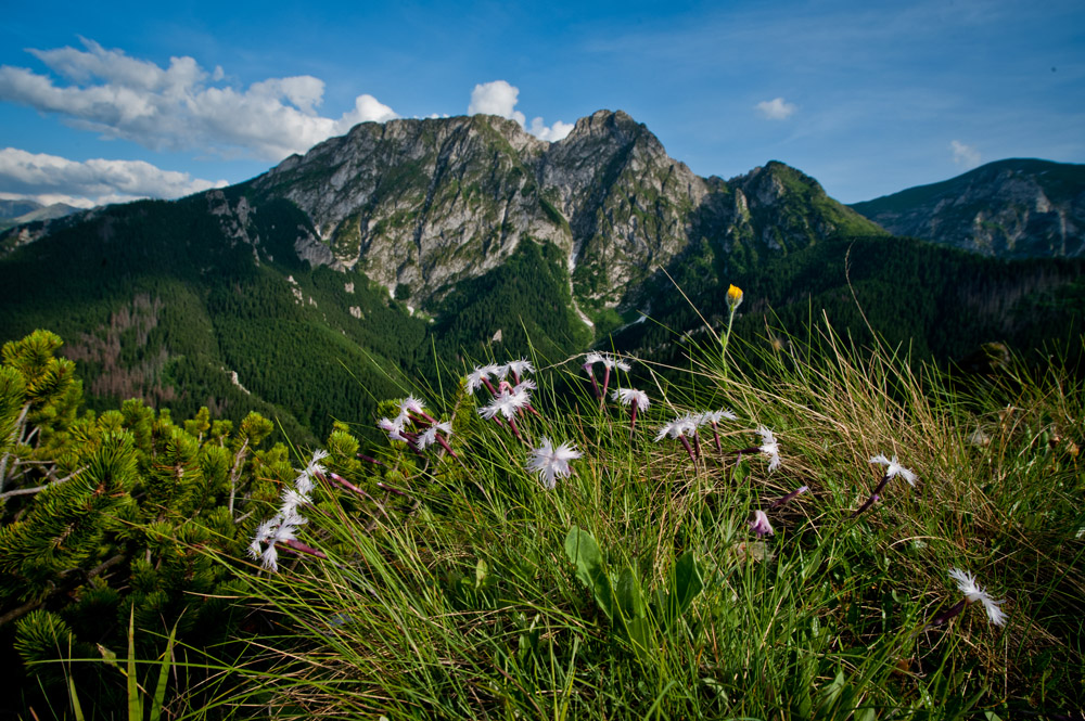 Giewont