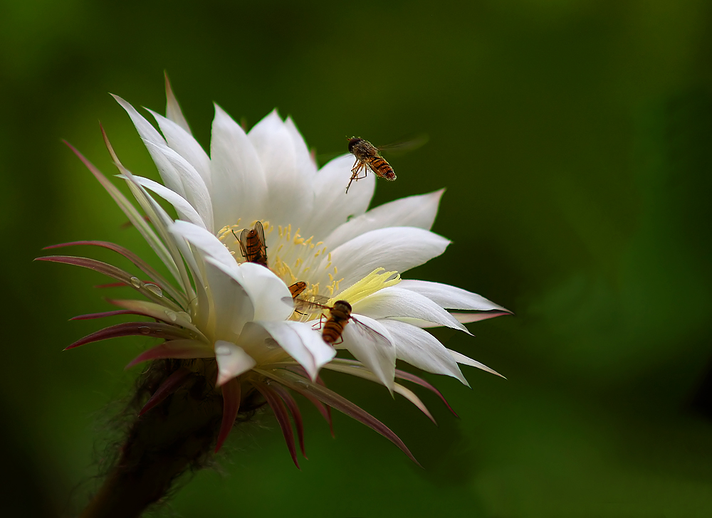 Echinopsis....