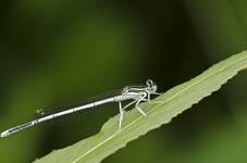 Odonata