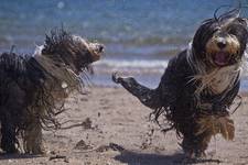 Happy Dogs