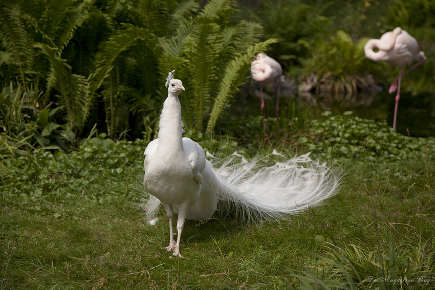 Paw Albinos