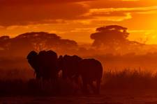 Amboseli