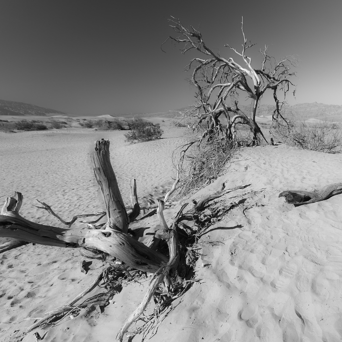 Desert Tree