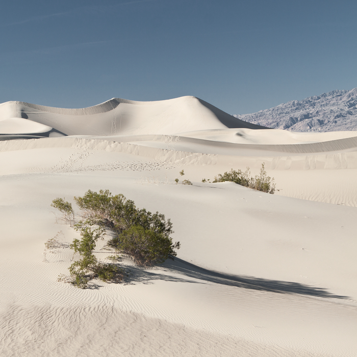 Mesquite Flat II