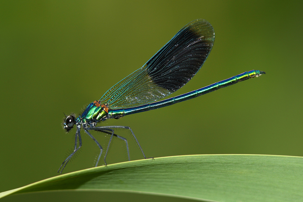 Świtezianka lśniąca (Calopteryx splendens )