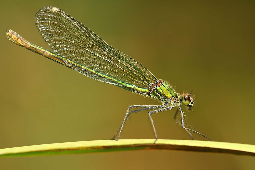 Świtezianka dziewicza (Calopteryx virgo)