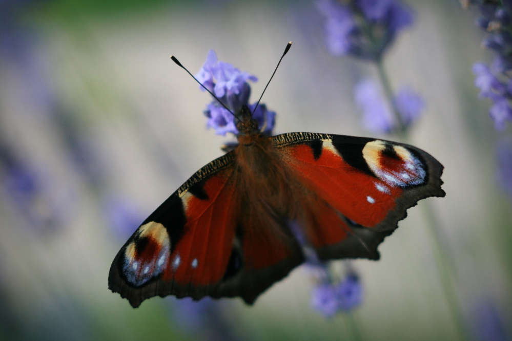 motyl