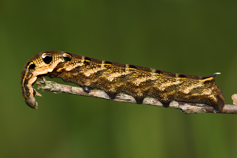 Zmrocznik gładysz (Deilephila elpenor)