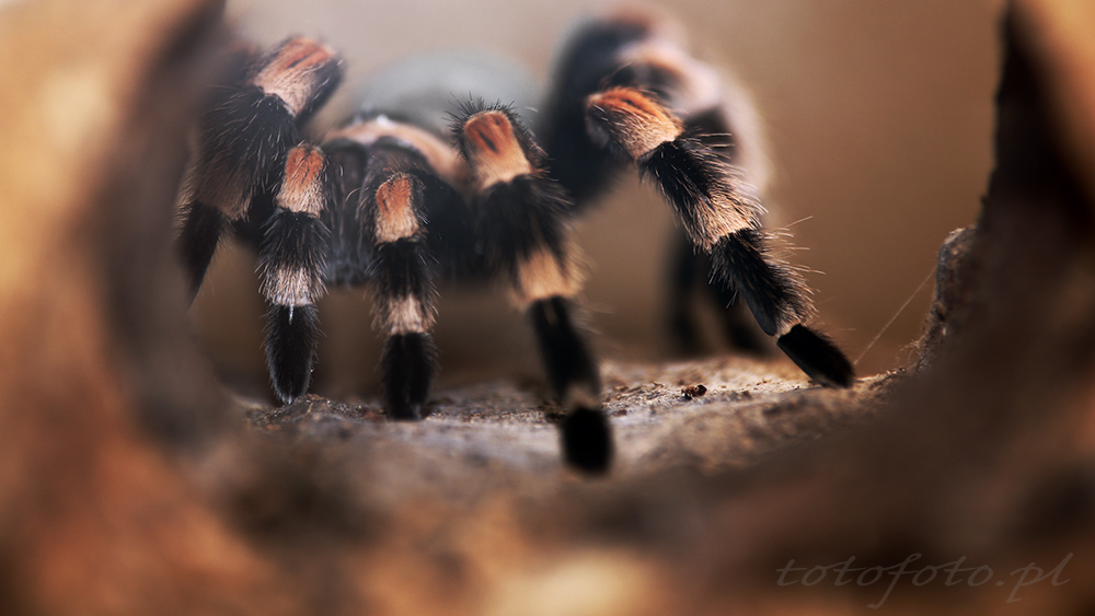 Brachypelma smithi