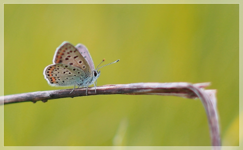 Motyl!