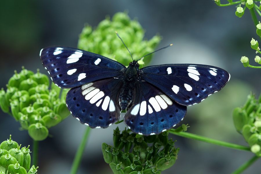 Limenitis reducta