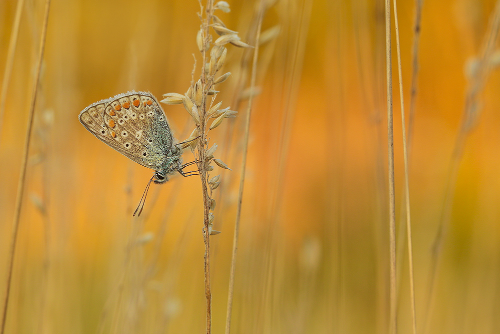 Polyommatus icarus