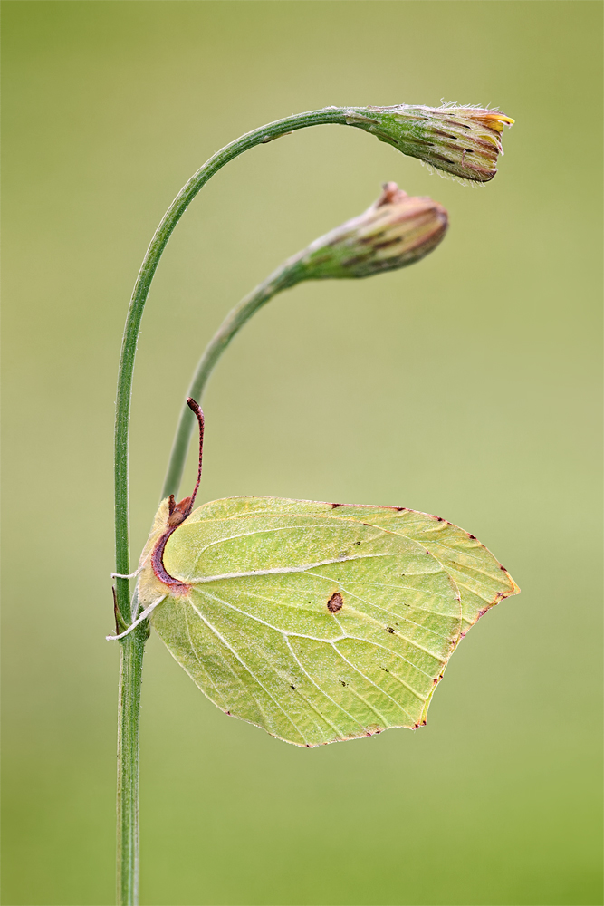 Latolistek cytrynek