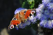 motyl