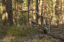 just a twig