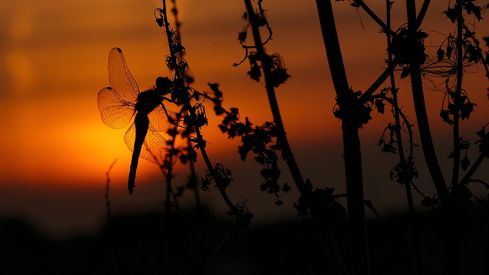 Dragon at sunset