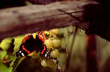 papilio