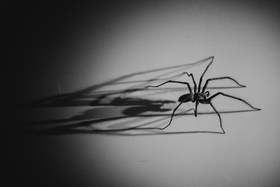 Mr.Spider