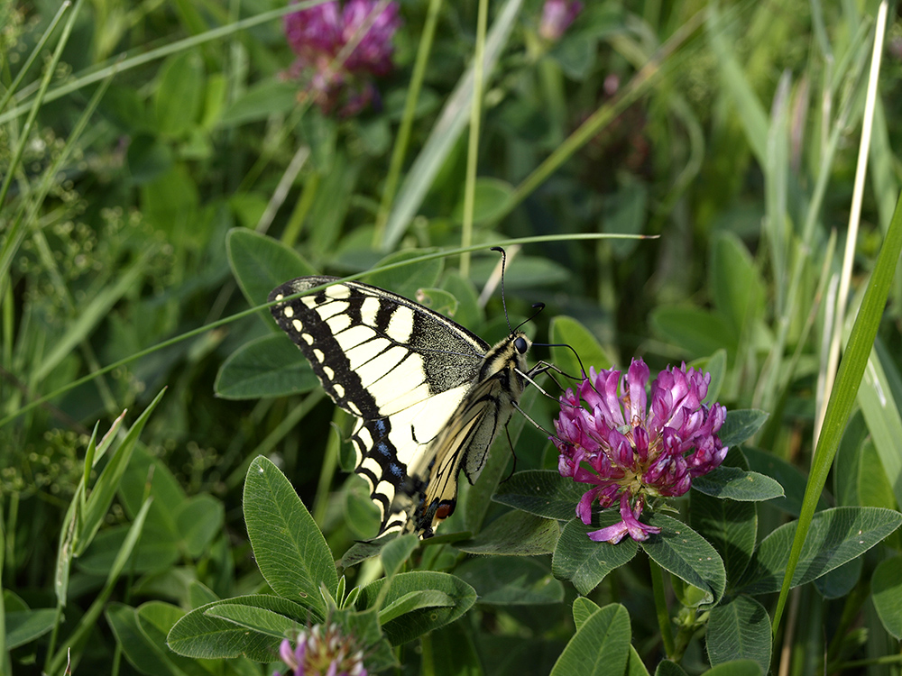 Motyl