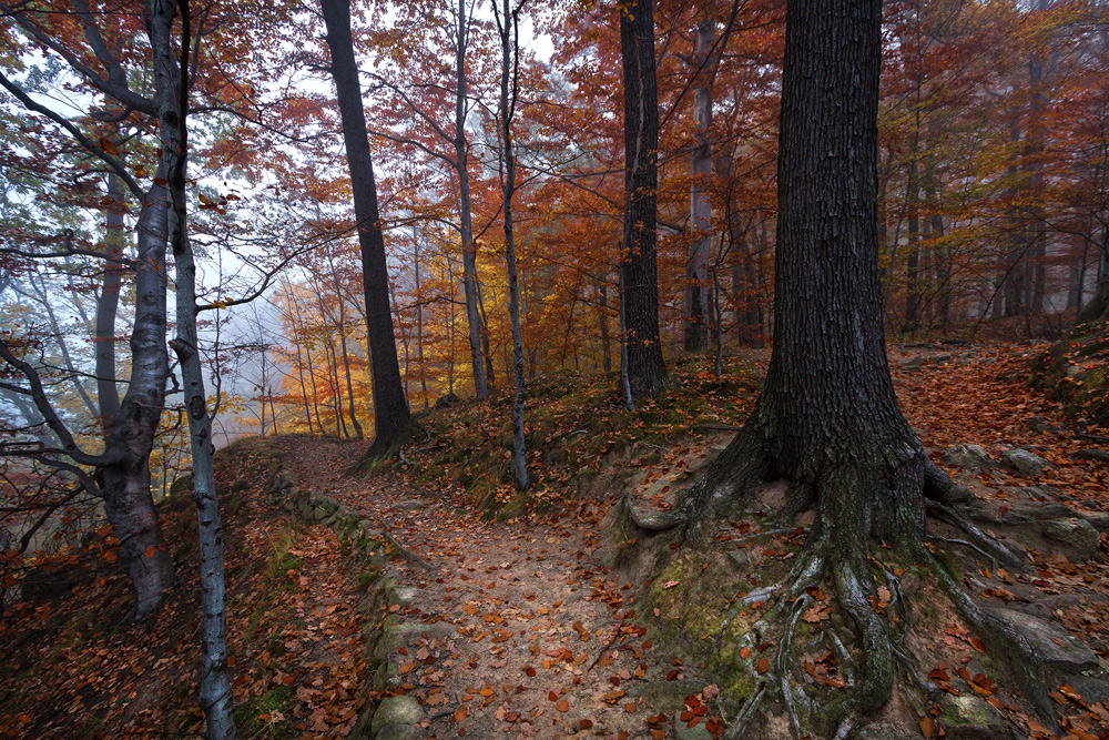 Autumn Tones