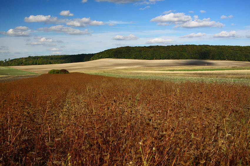 Wyżyna Miechowska