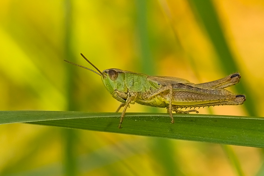 coenagrion