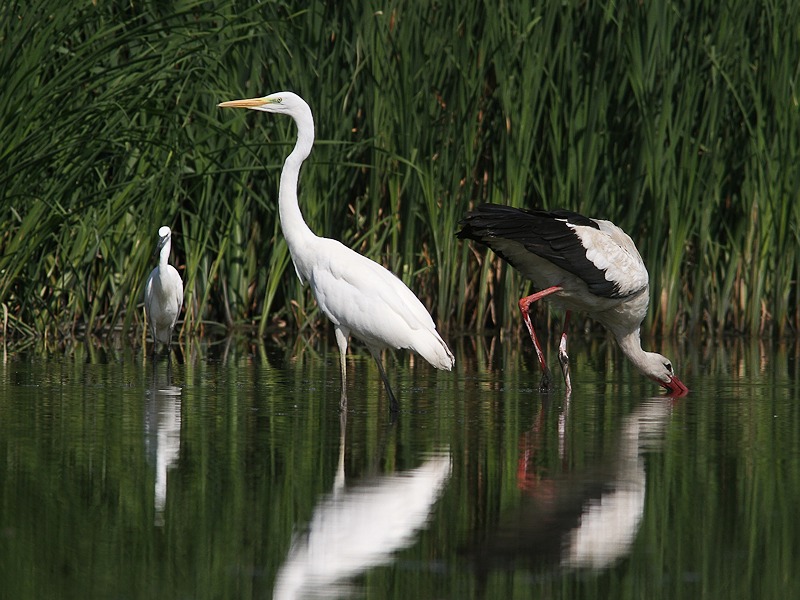 Czapla biała (Ardea alba)