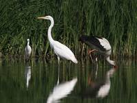 Czapla biała (Ardea alba)