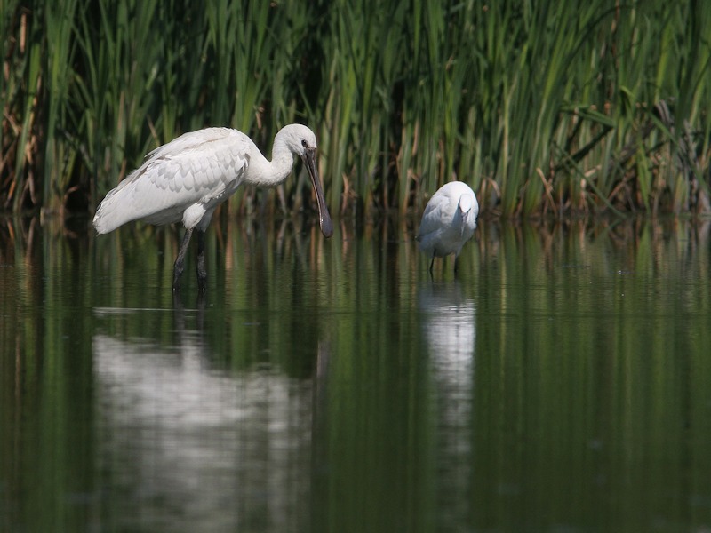 Warzęcha (Platalea leucorodia)