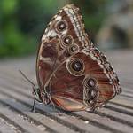 Blue Morpho - Morpho peleides