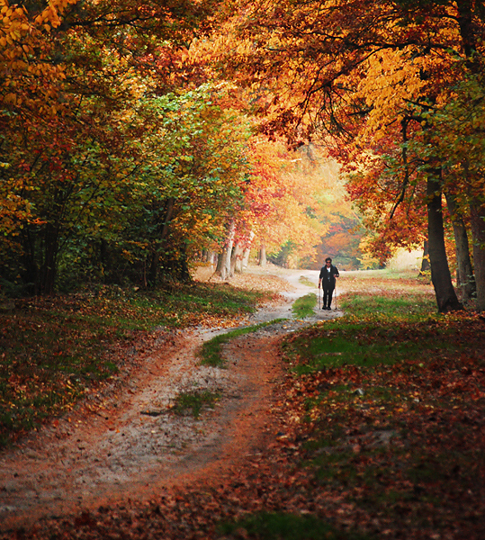 Walk to autumn