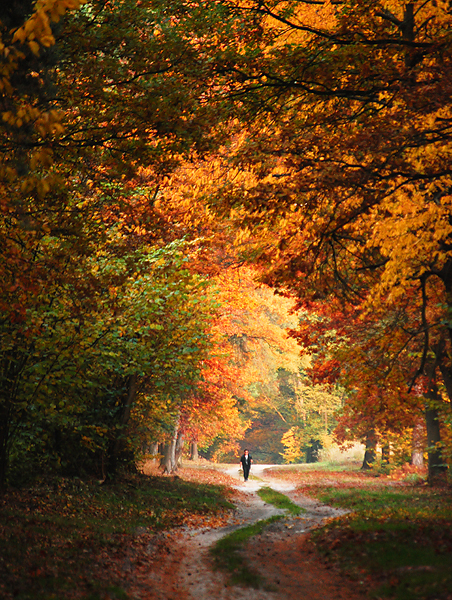 colors of autumn