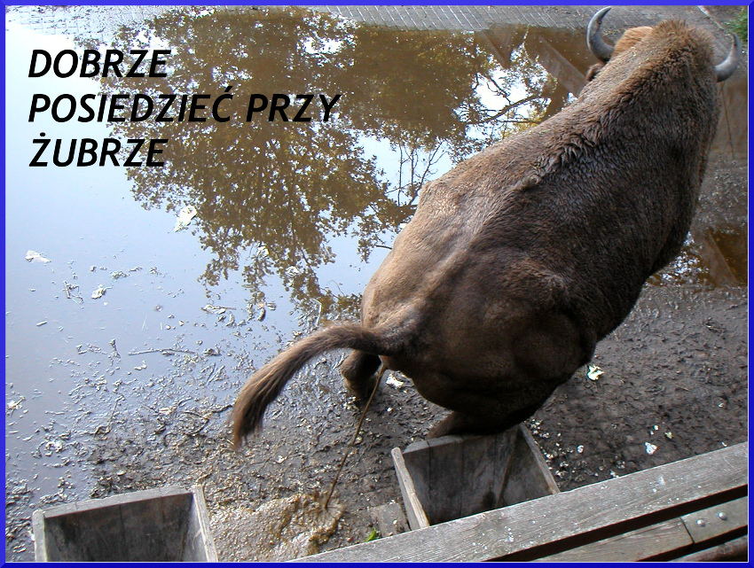 DOBRZE POSIEDZIEĆ PRZY ŻUBRZE