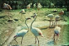 flamingi.gotowana.zuo