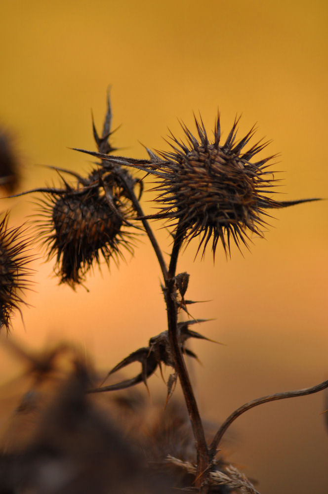 thistle