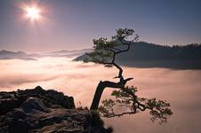 Pienińskie bonsai